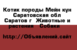 Котик породы Мейн-кун - Саратовская обл., Саратов г. Животные и растения » Собаки   